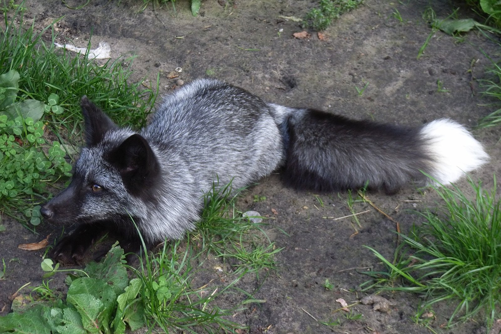 Heimat-Tierpark Olderdissen