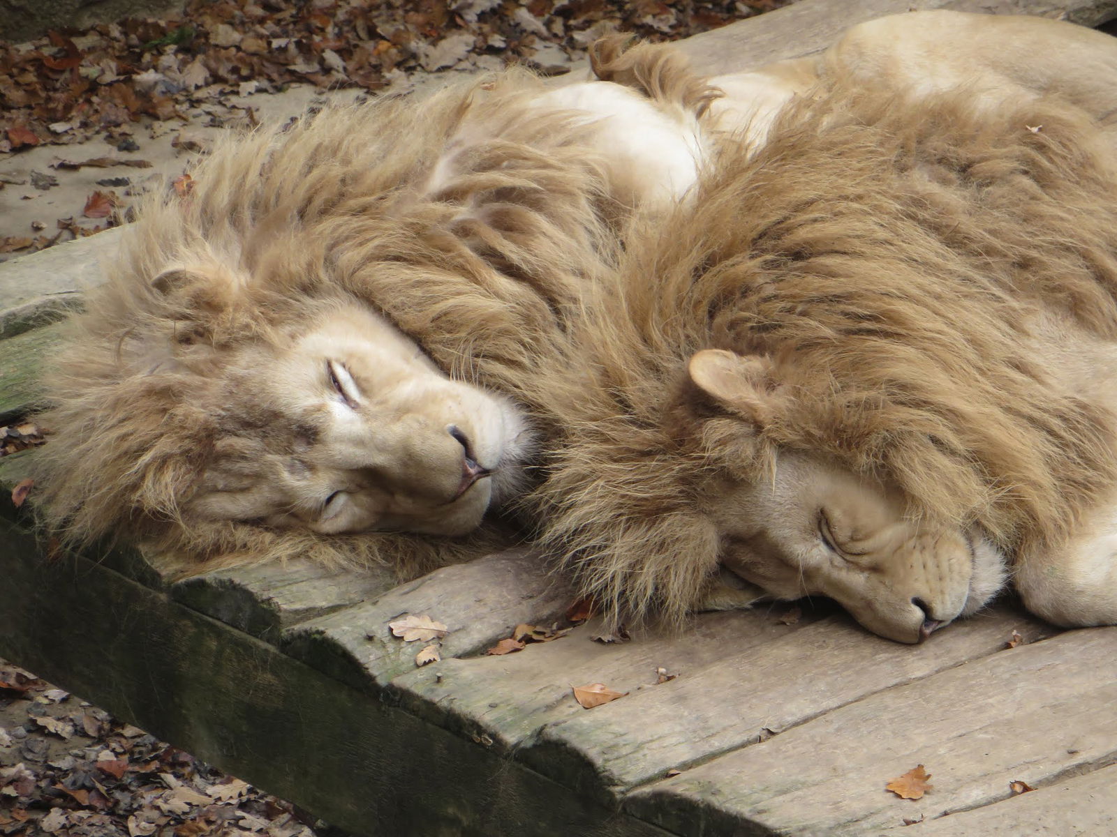 Parc animalier de Bouillon