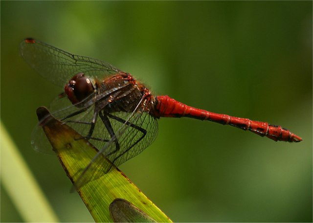 Ness Botanic Gardens