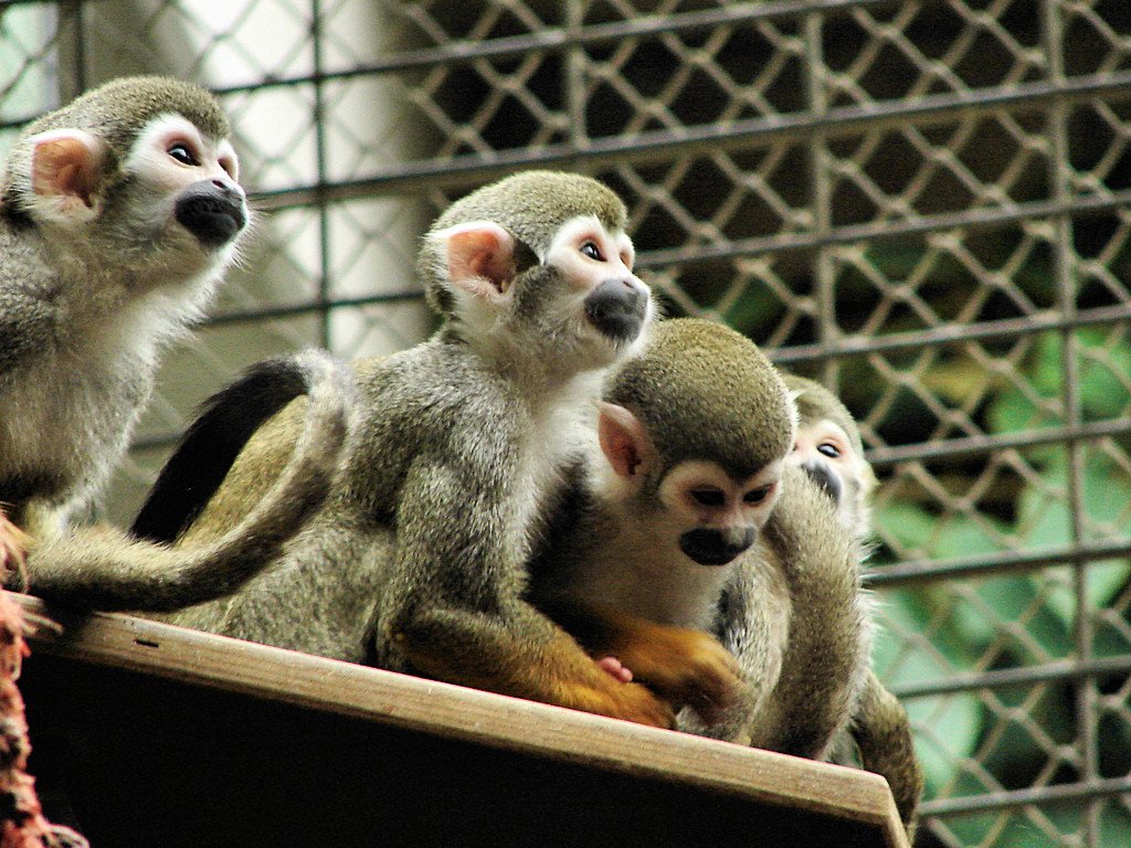 Berlin Zoological Garden