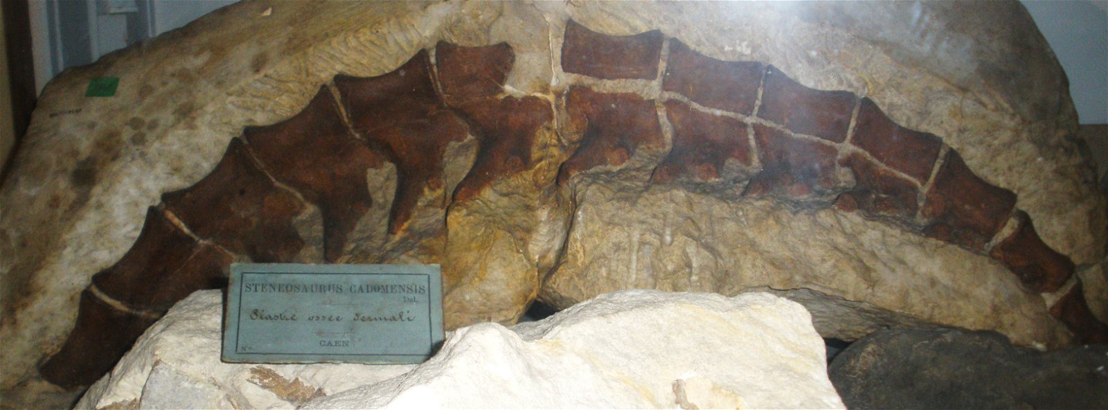Museo Geologico Giovanni Capellini