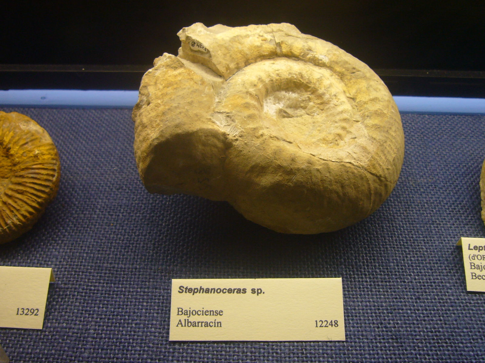 Museu Geologic del Seminari de Barcelona