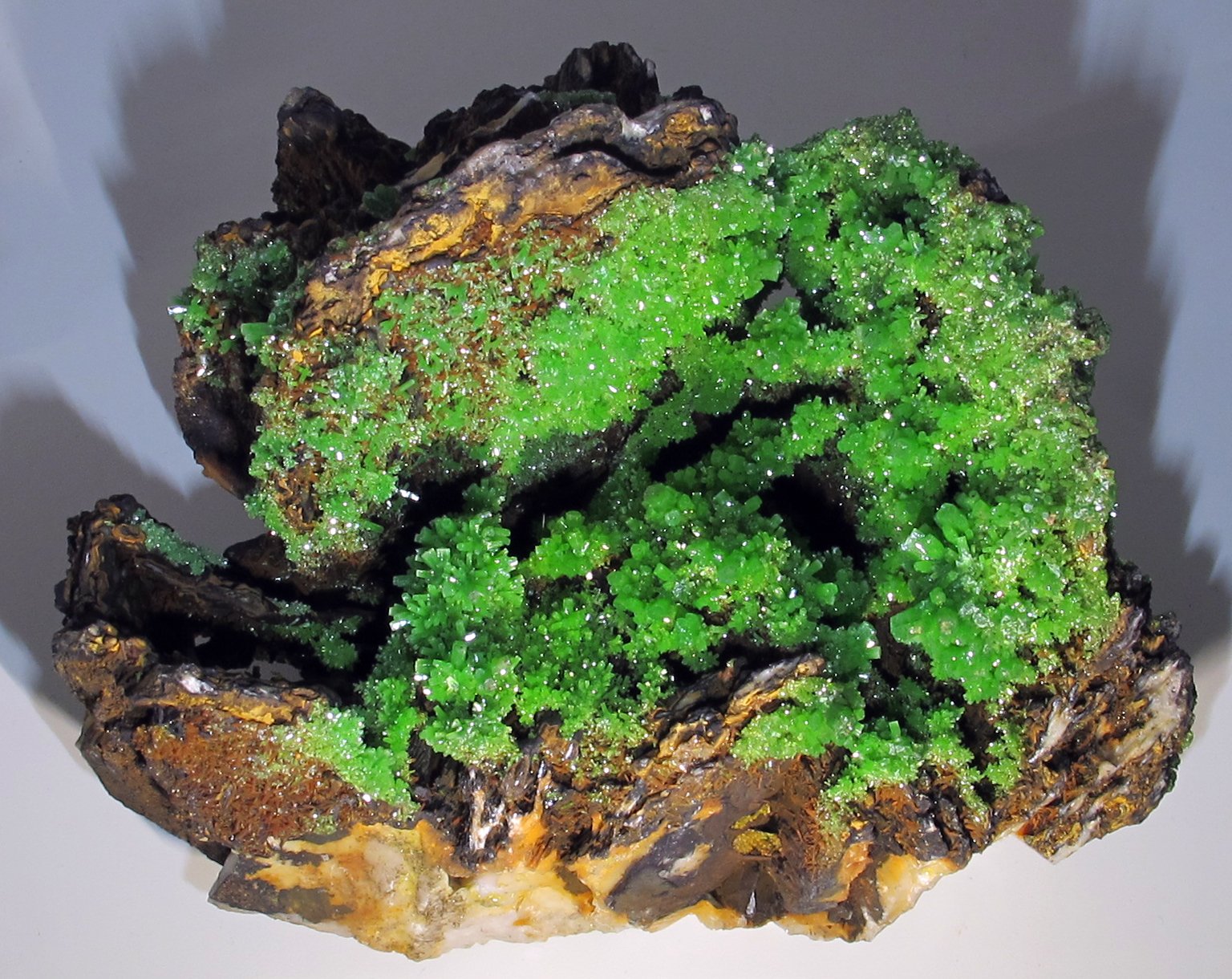 University of Florence Natural History Museum - Geology and Paleontology