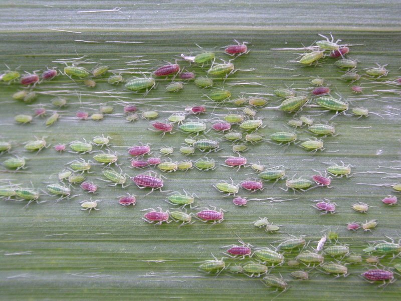 Jean Massart Botanical Garden