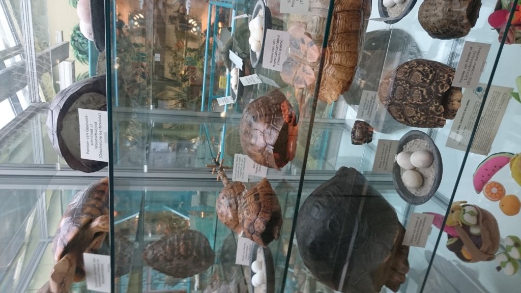 Turtles Centre