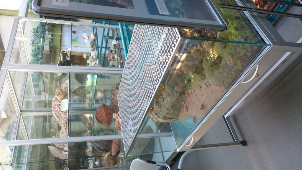 Turtles Centre