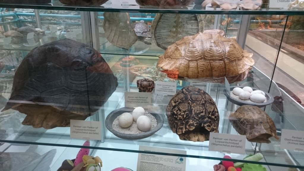 Turtles Centre