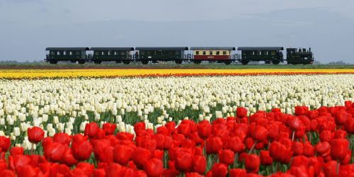 Op Stoomsafari in de Herfstvakantie
