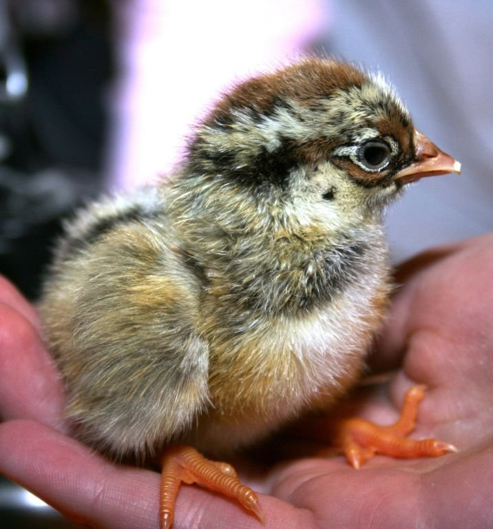 Dutch Poultry Museum