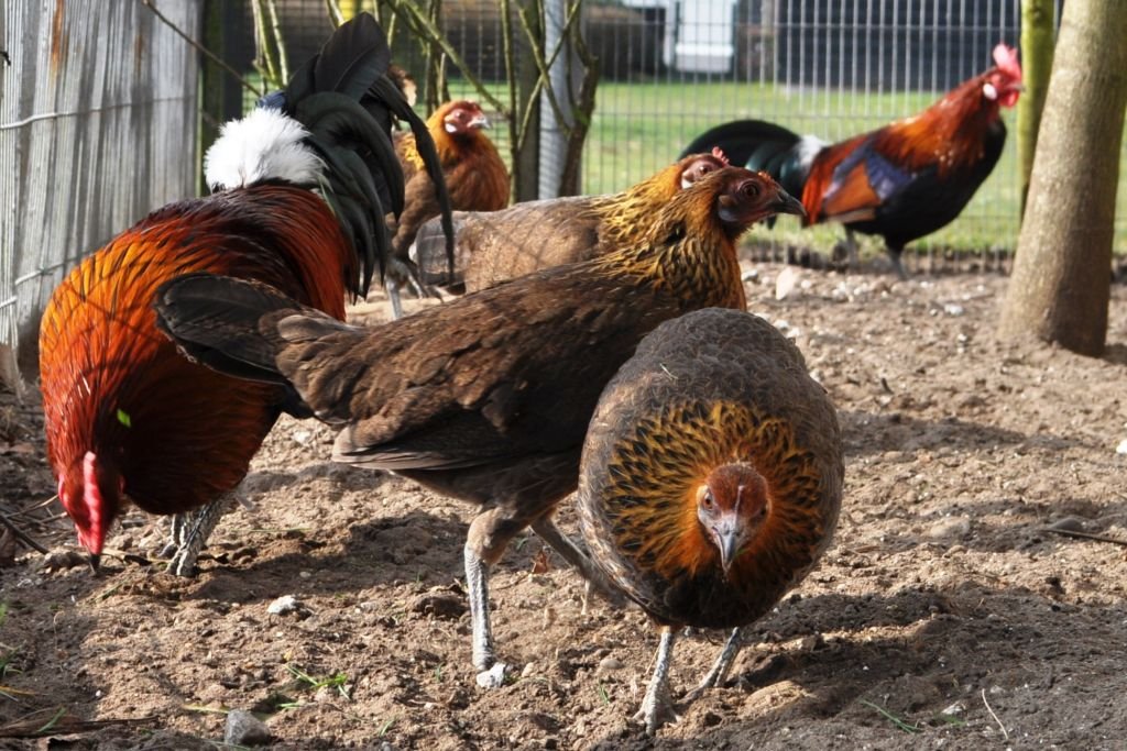 Dutch Poultry Museum