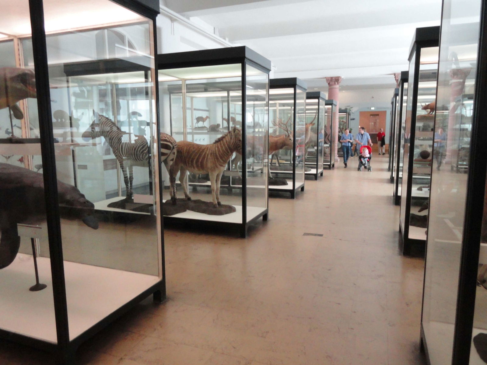 Senckenberg Natural History Museum
