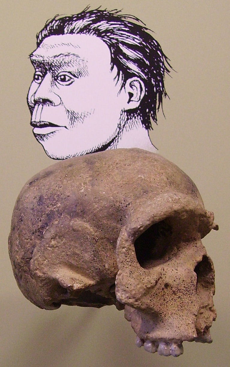 Staatliches Museum für Naturkunde Stuttgart