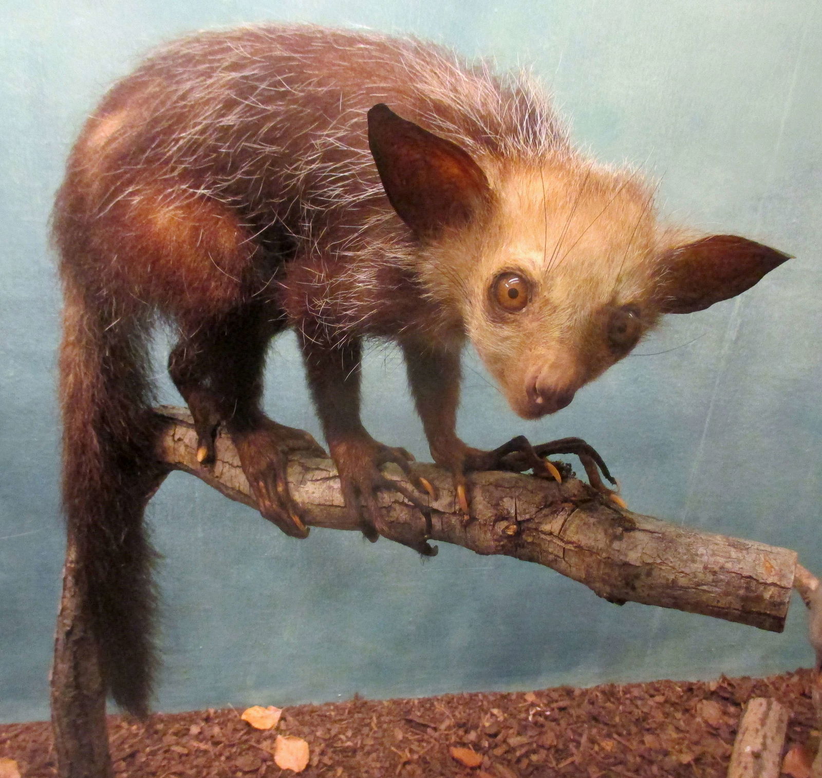 Göteborg Natural History Museum