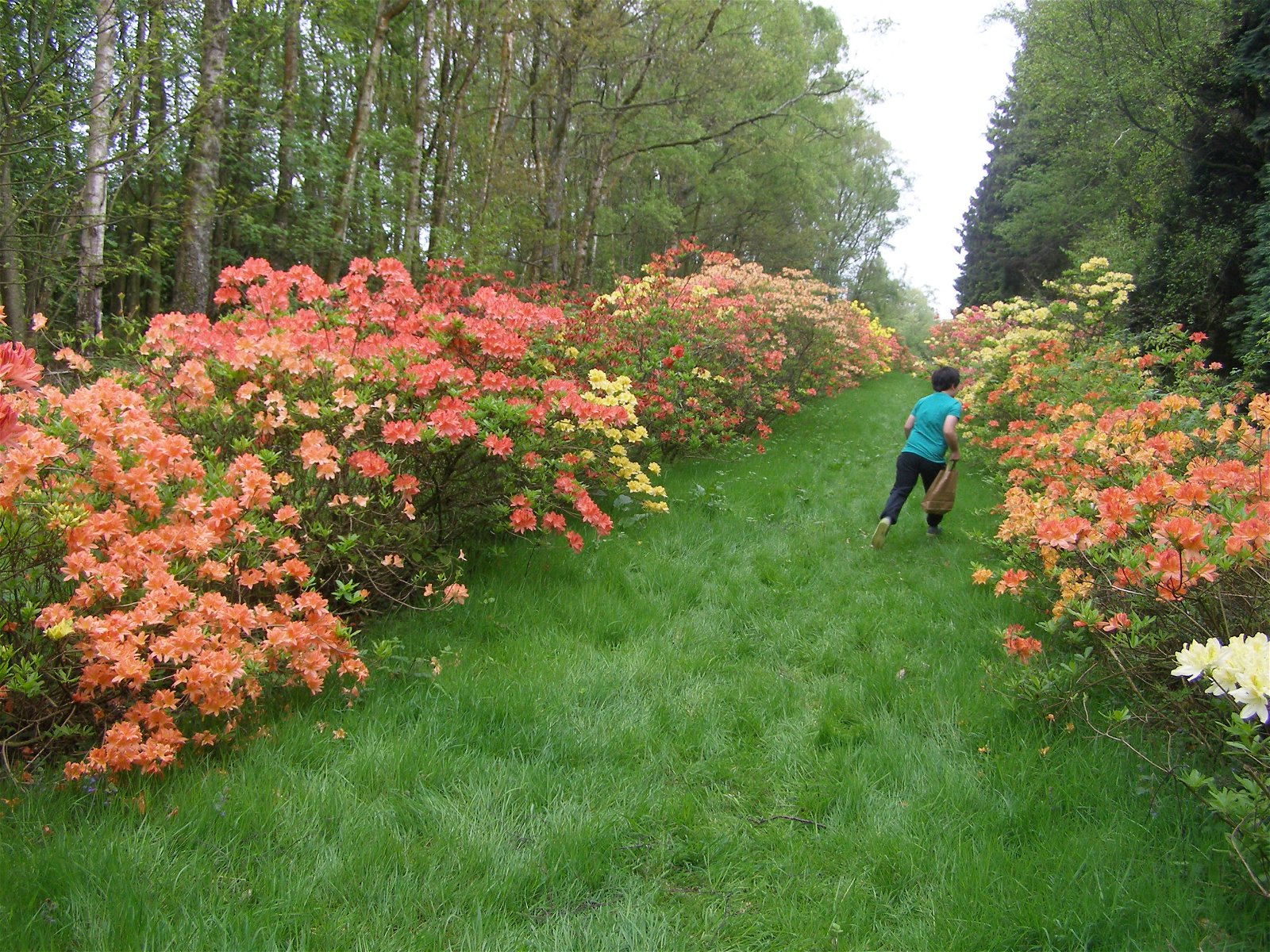 Hollycombe Working Steam Museum