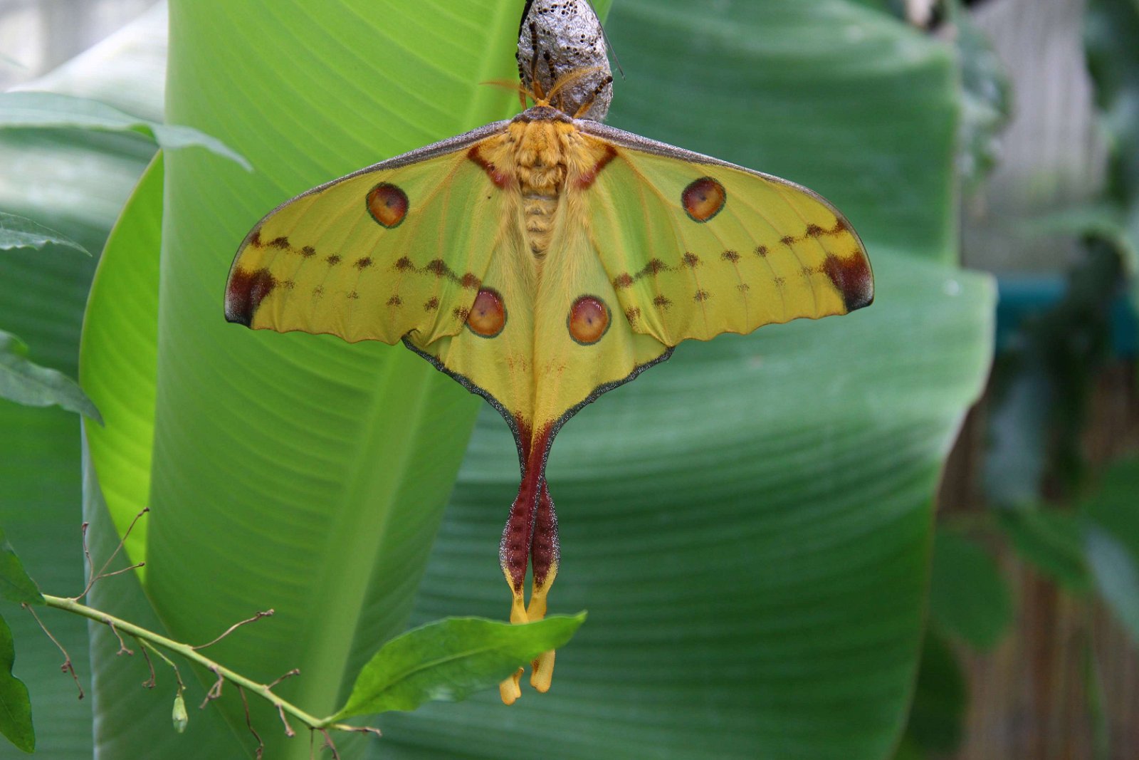 Tropisch Vlinderfestival