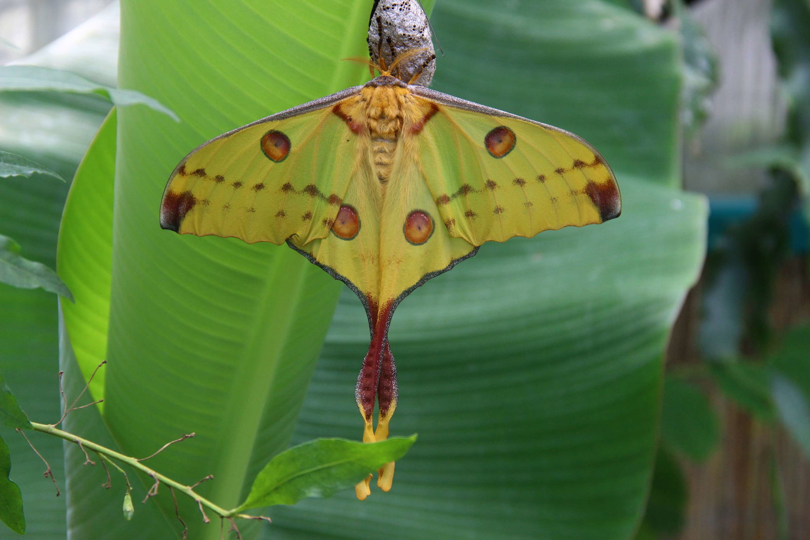 Tropisch Vlinderfestival