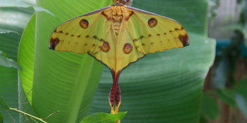 Tropisch Vlinderfestival