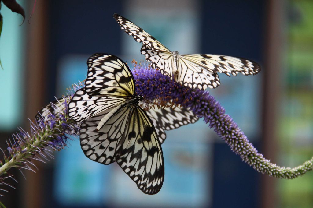Tropical Butterfly Show