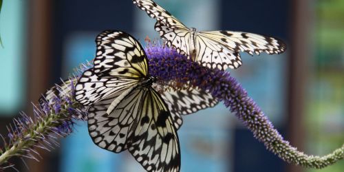 Tropical Butterfly Show