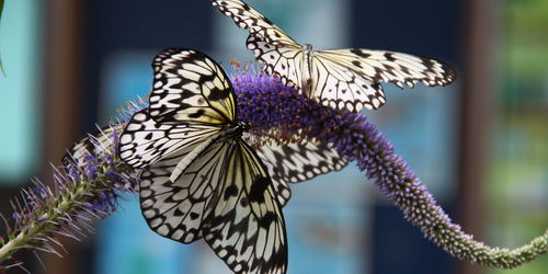 Tropical Butterfly Show