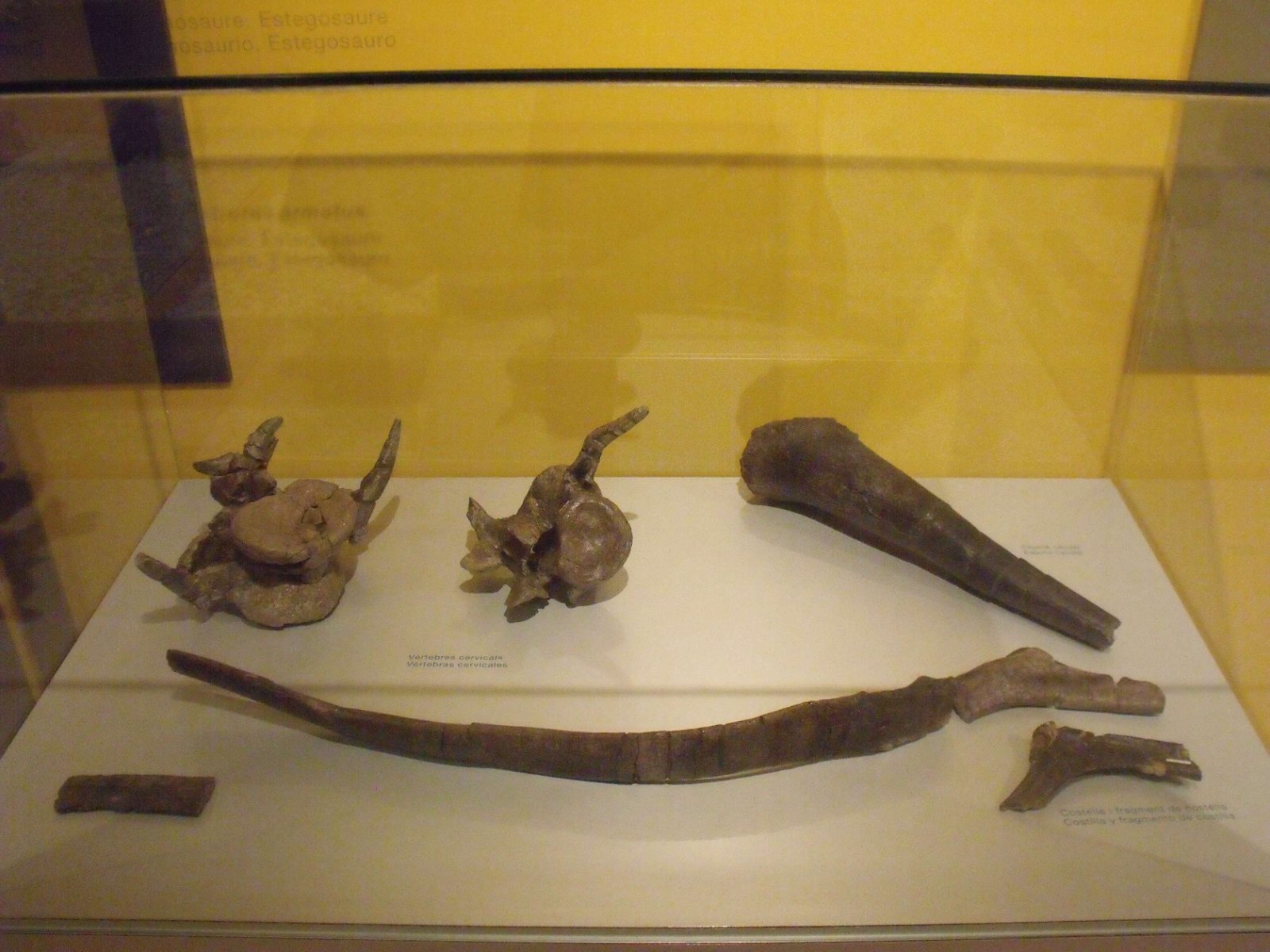 Museum of Natural Science