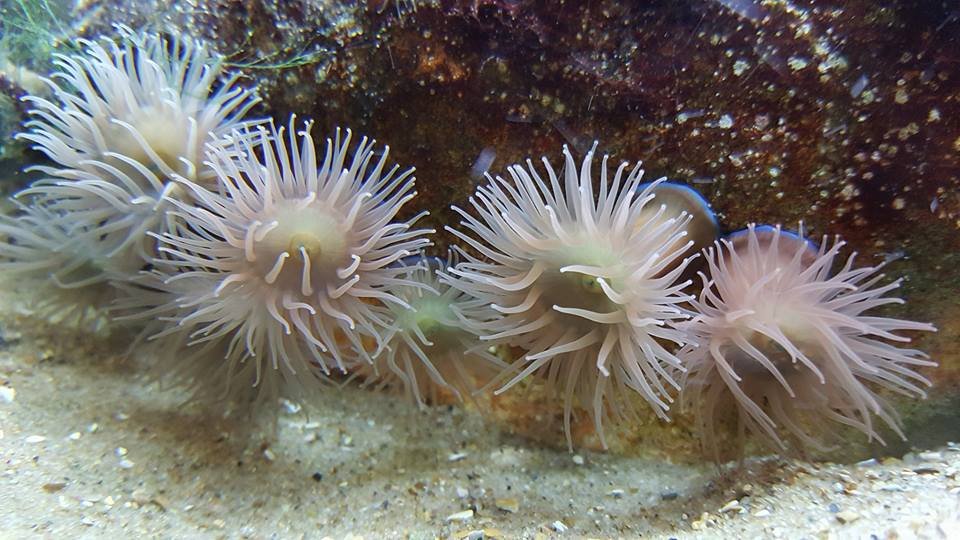 Aquarium public de Bruxelles