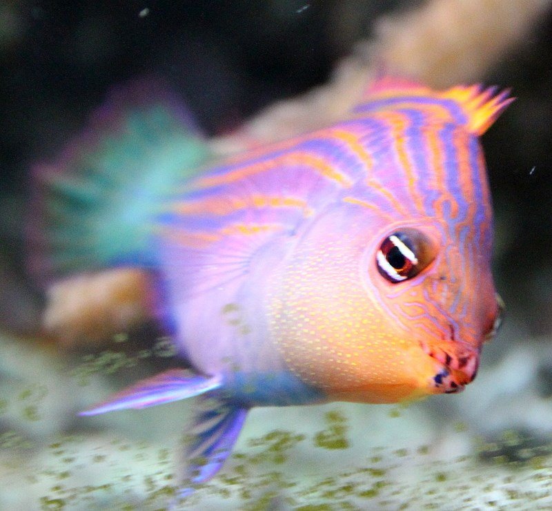 Aquarium van Brussel