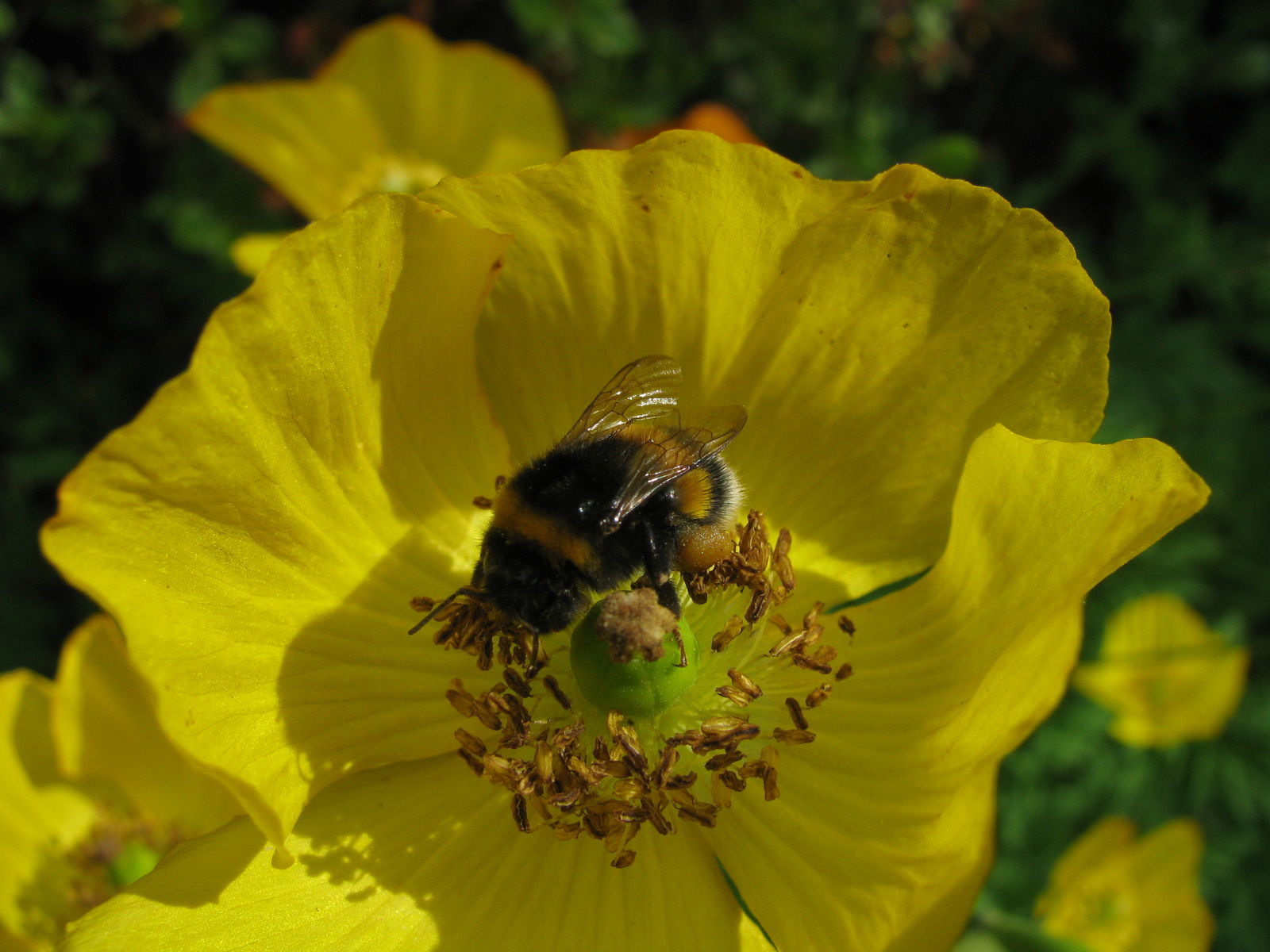 Arboretum de Kalmthout