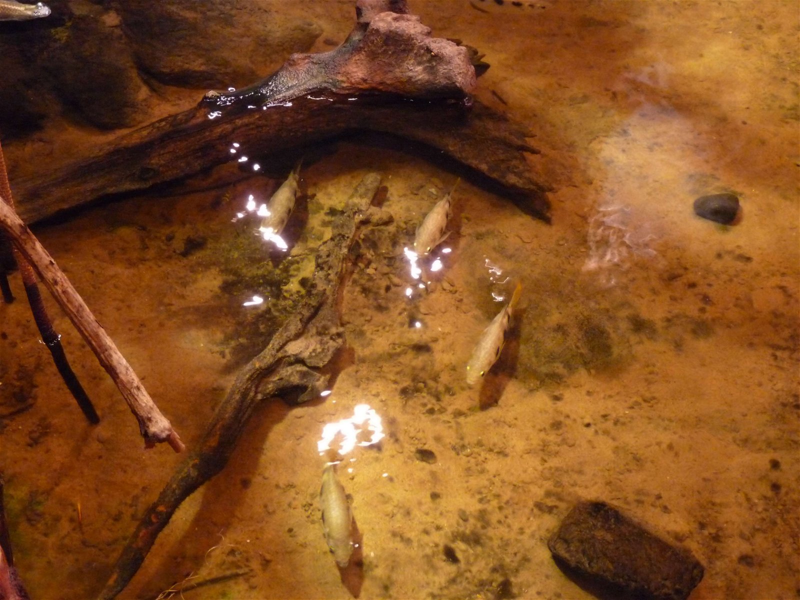 Aquaria Water Museum