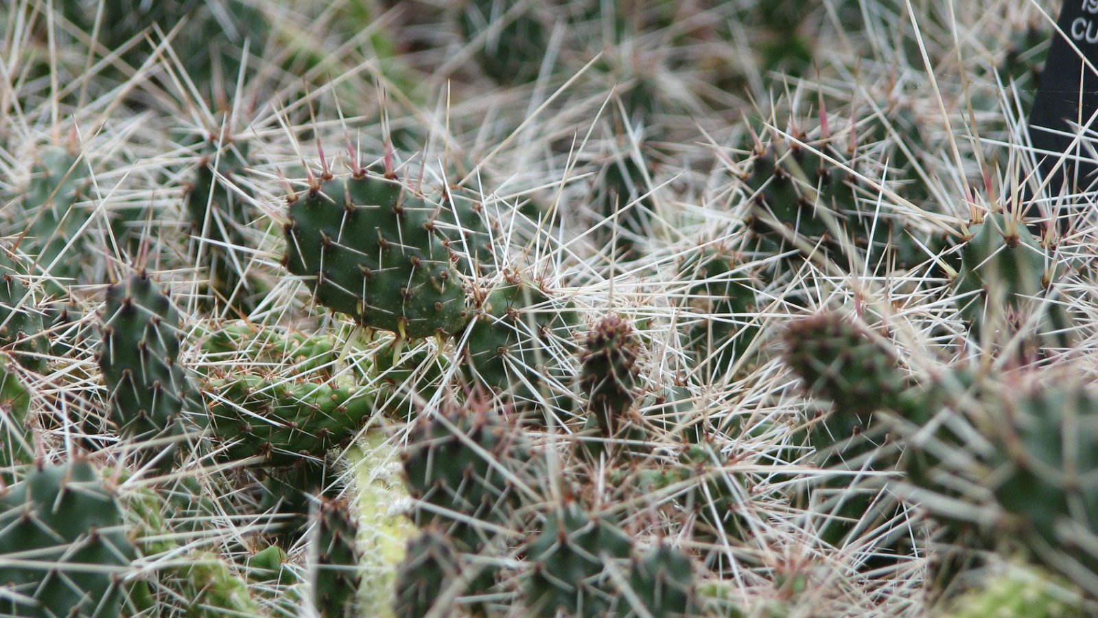 Royal Botanic Gardens, Kew