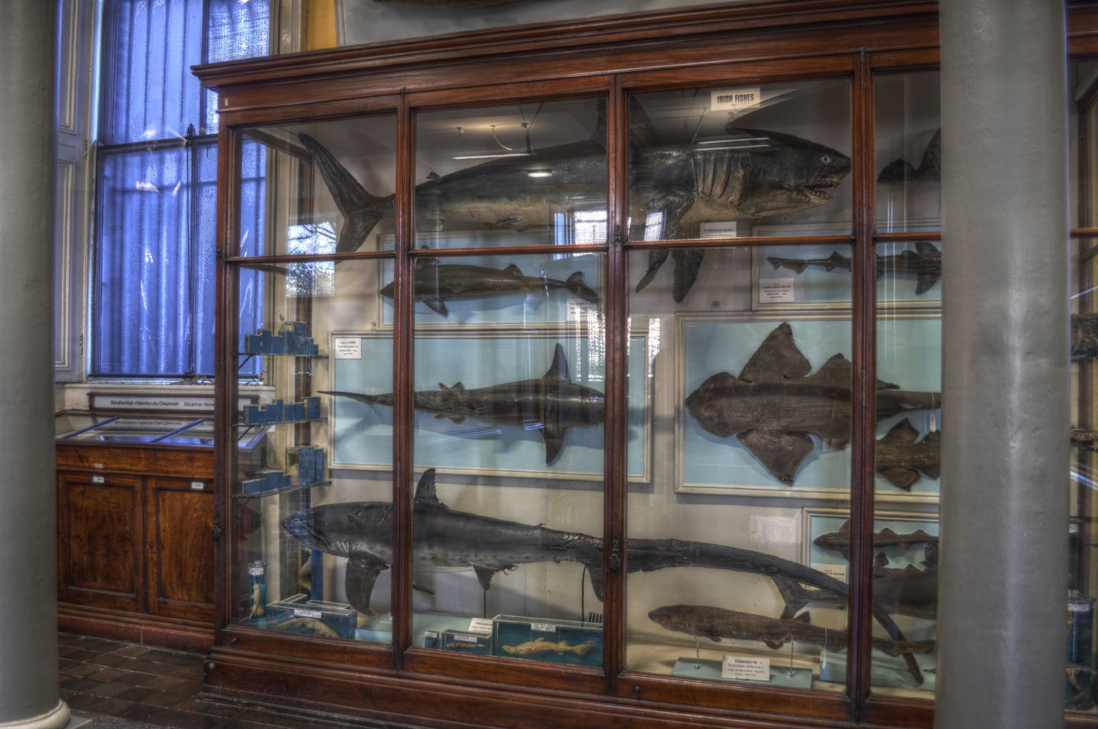 National Museum of Ireland, Merrion Street