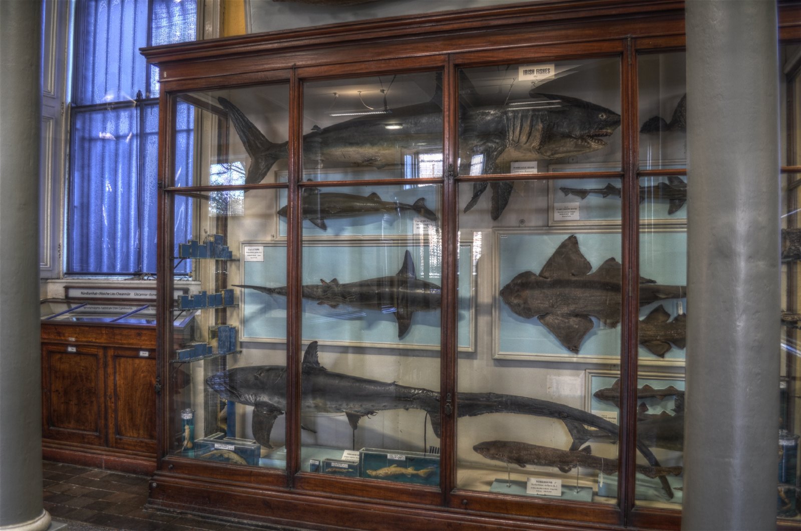 National Museum of Ireland - Natural History