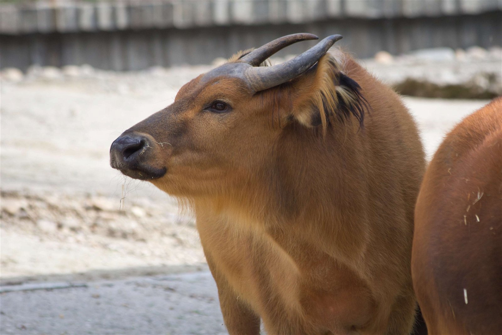 Zoo Aquarium de Madrid