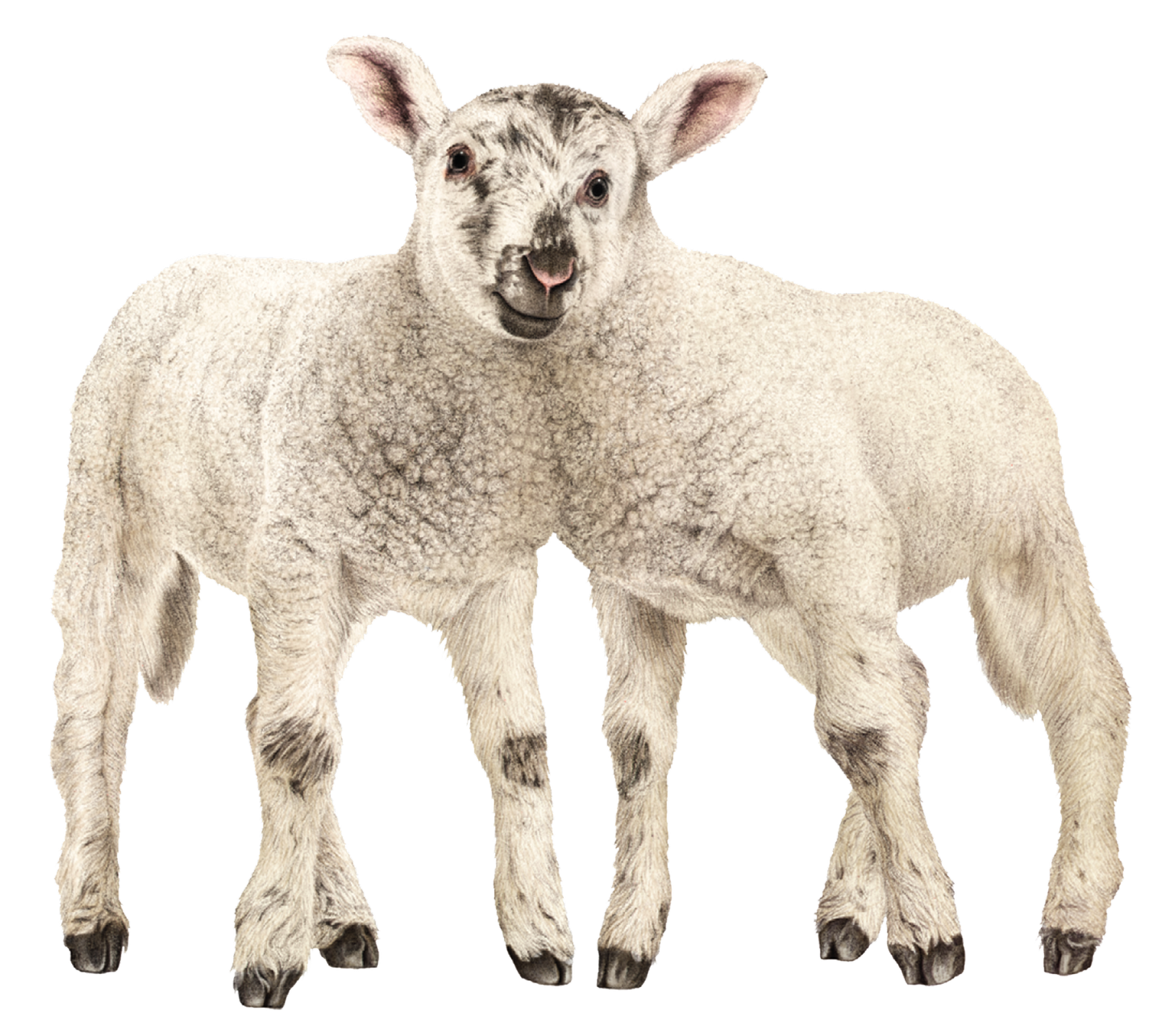 Buitengewone Beesten