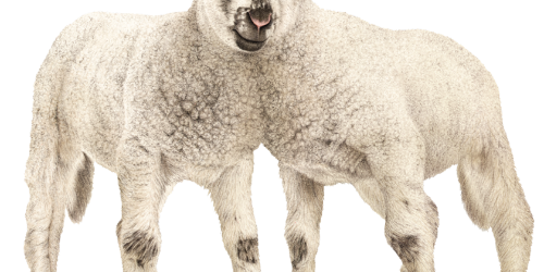 Buitengewone Beesten