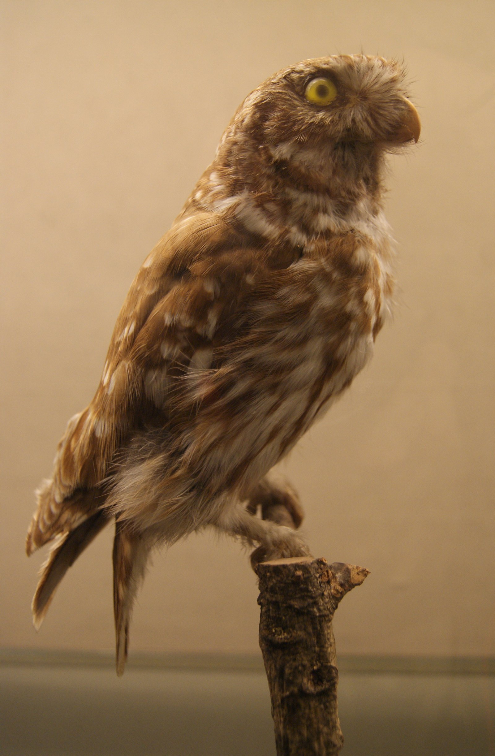 Göteborg Natural History Museum