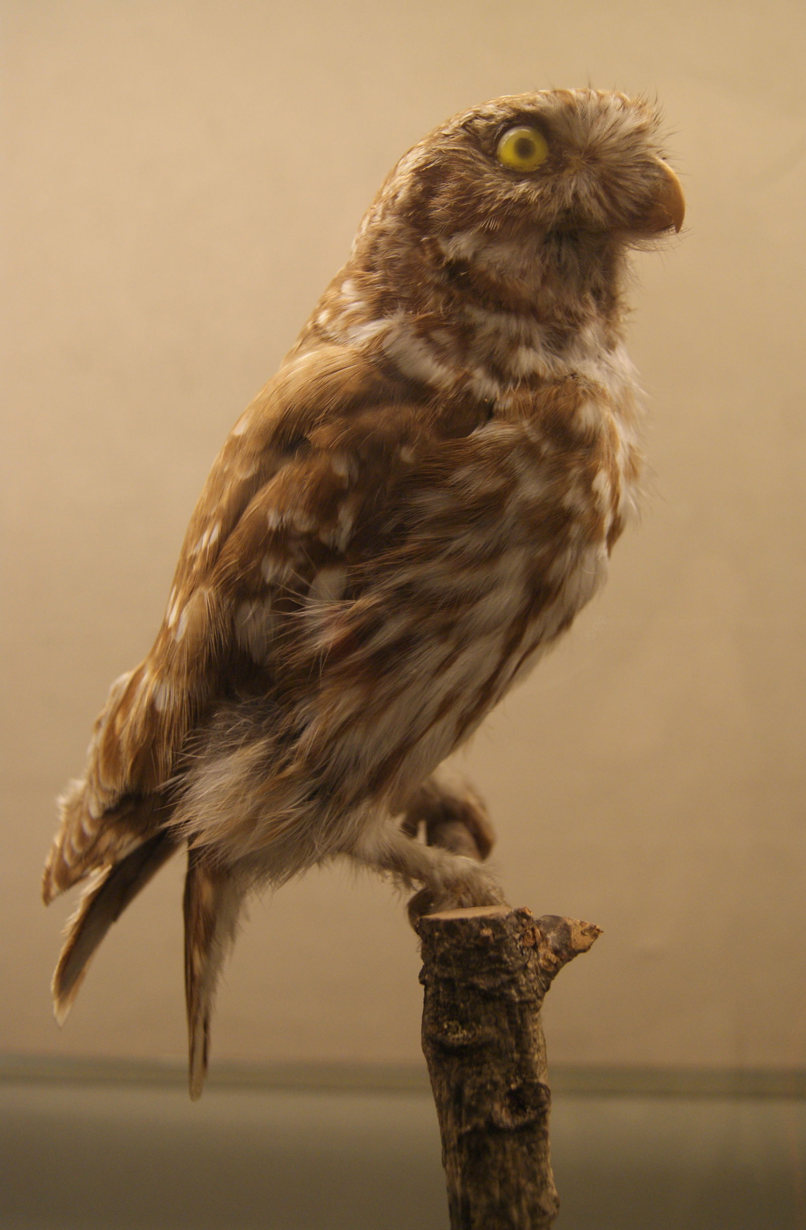 Göteborg Natural History Museum
