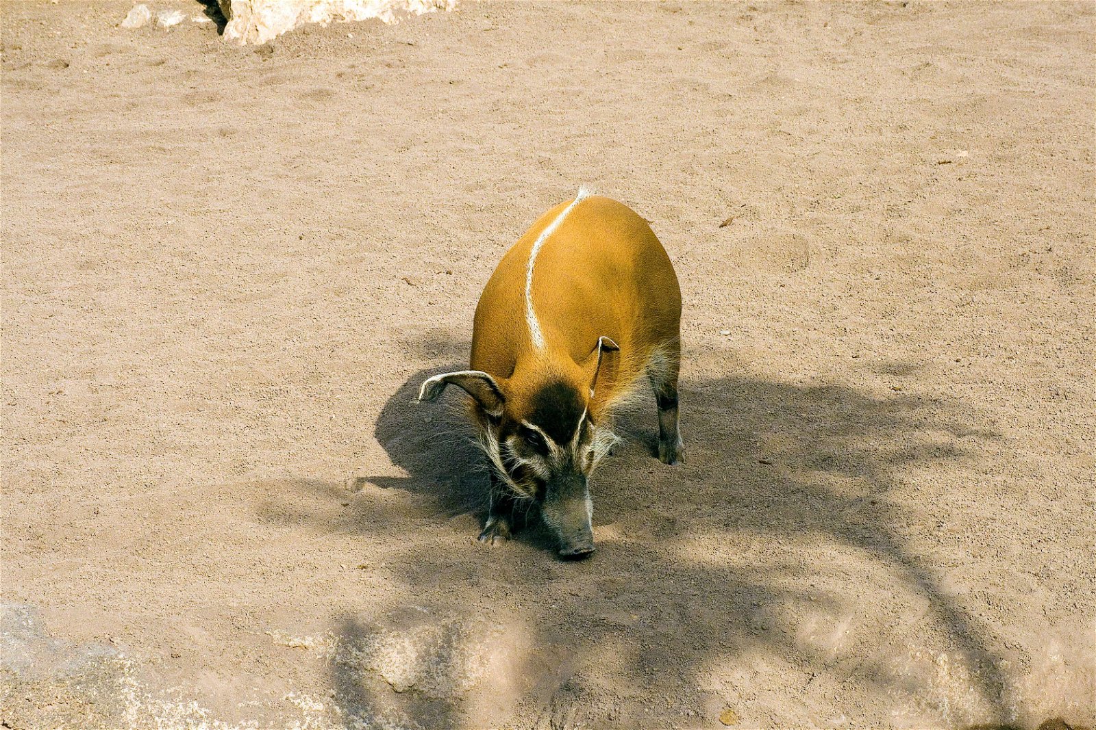 Bioparc Valencia