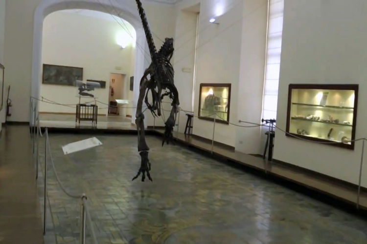 Museo di Paleontologia