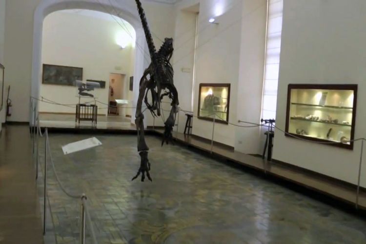 Paleontology museum