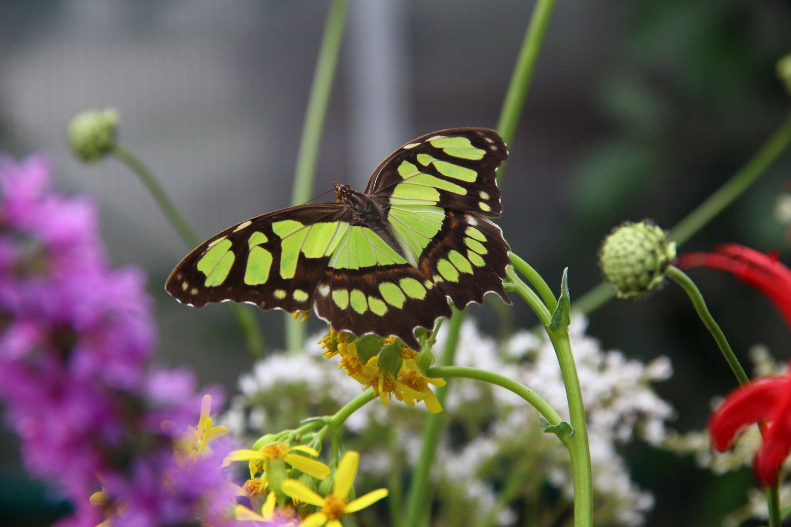 Botanische Tuinen Utrecht