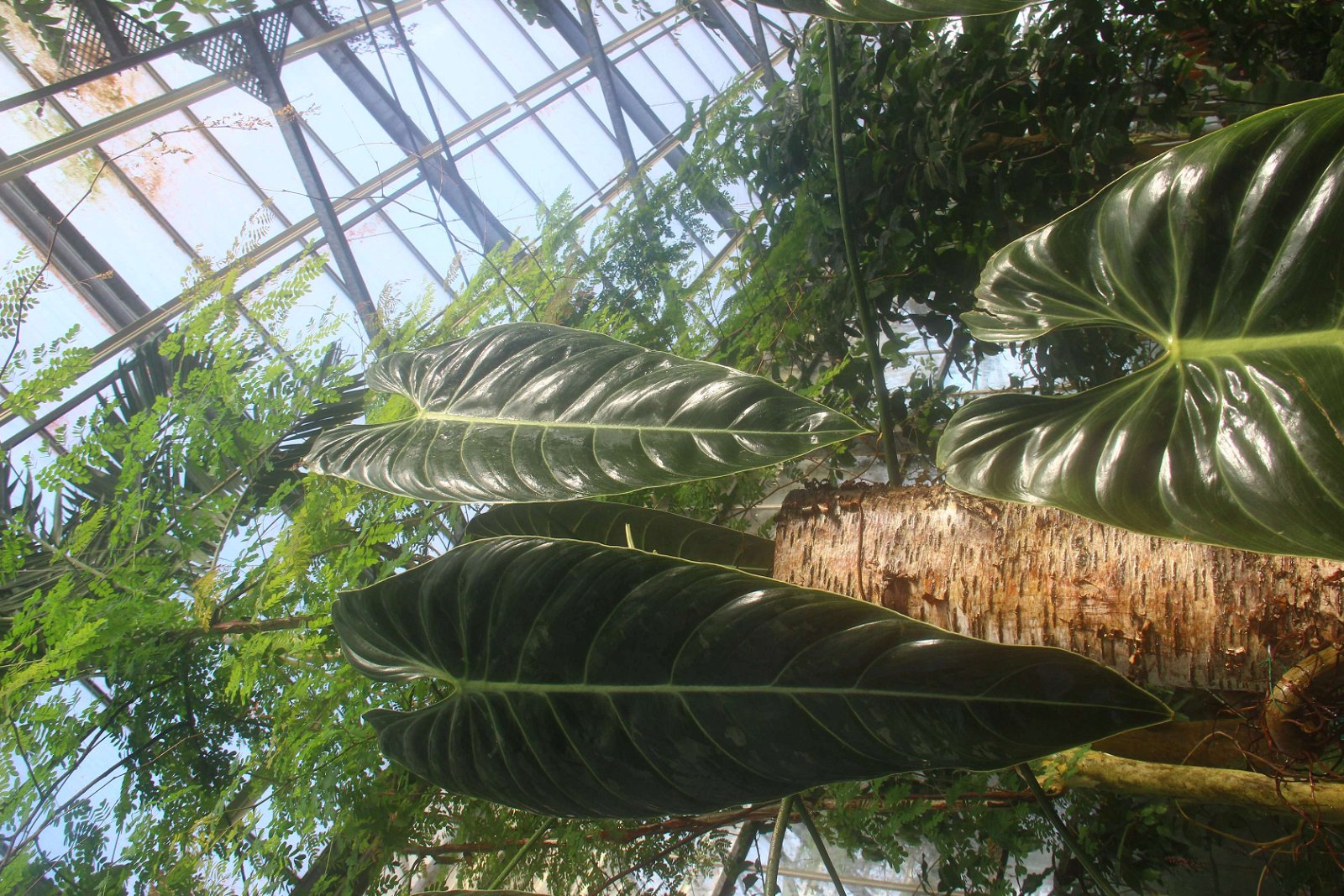 Botanische Tuinen Utrecht