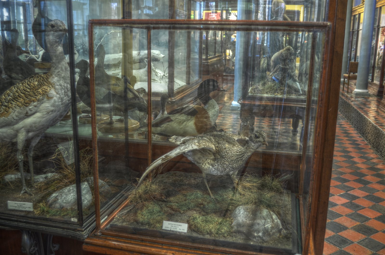 National Museum of Ireland - Natural History