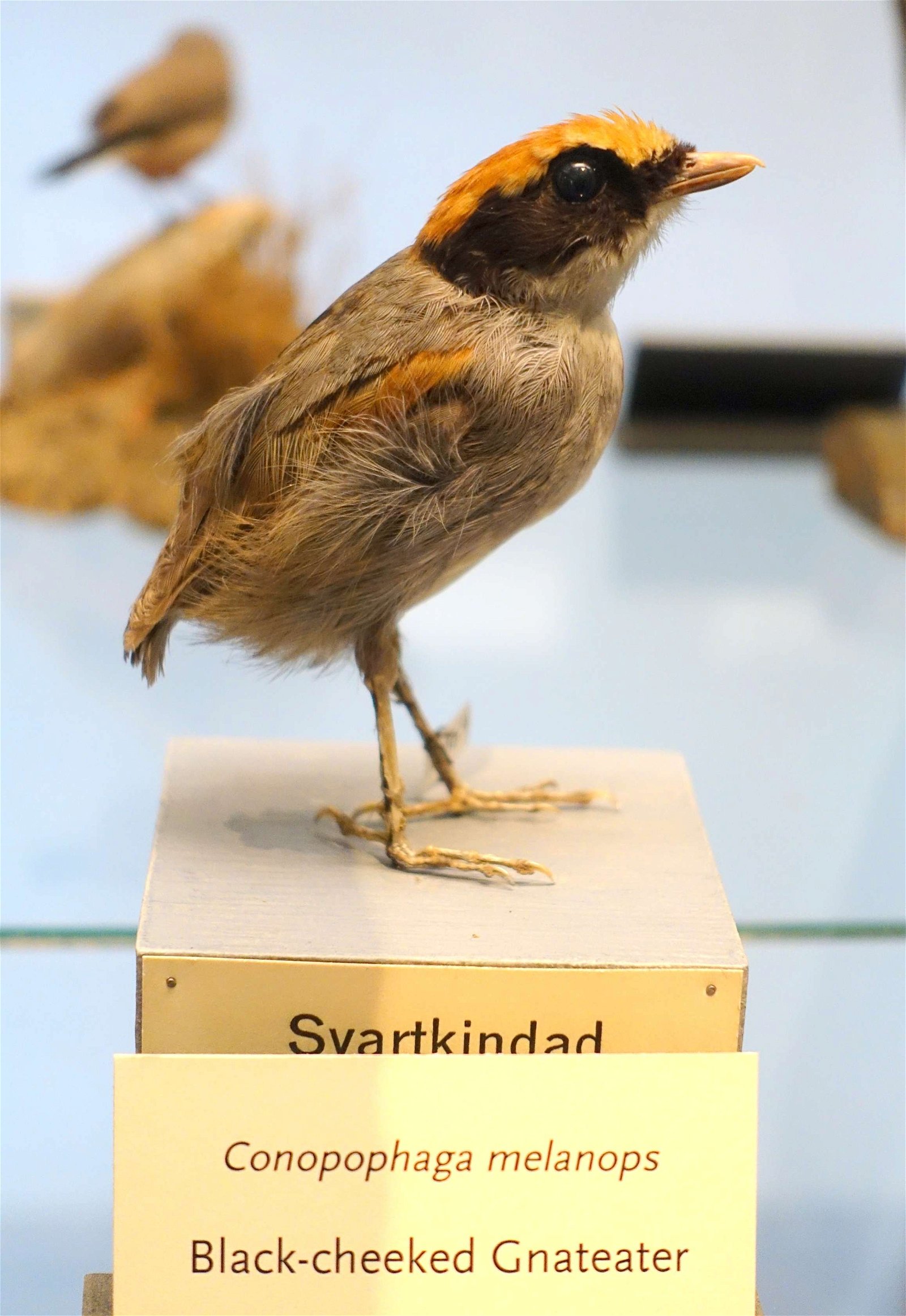Swedish Museum of Natural History