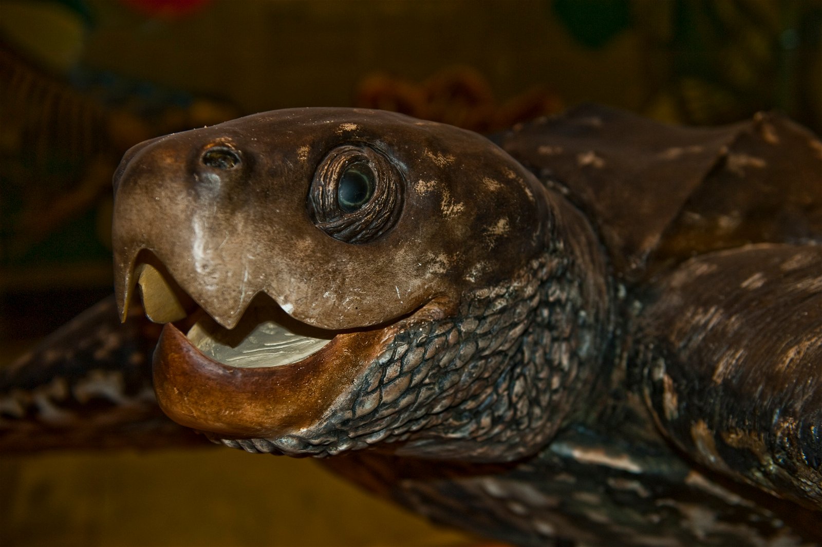 Senckenberg Natural History Museum