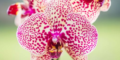 Orchid 2018 Exhibition