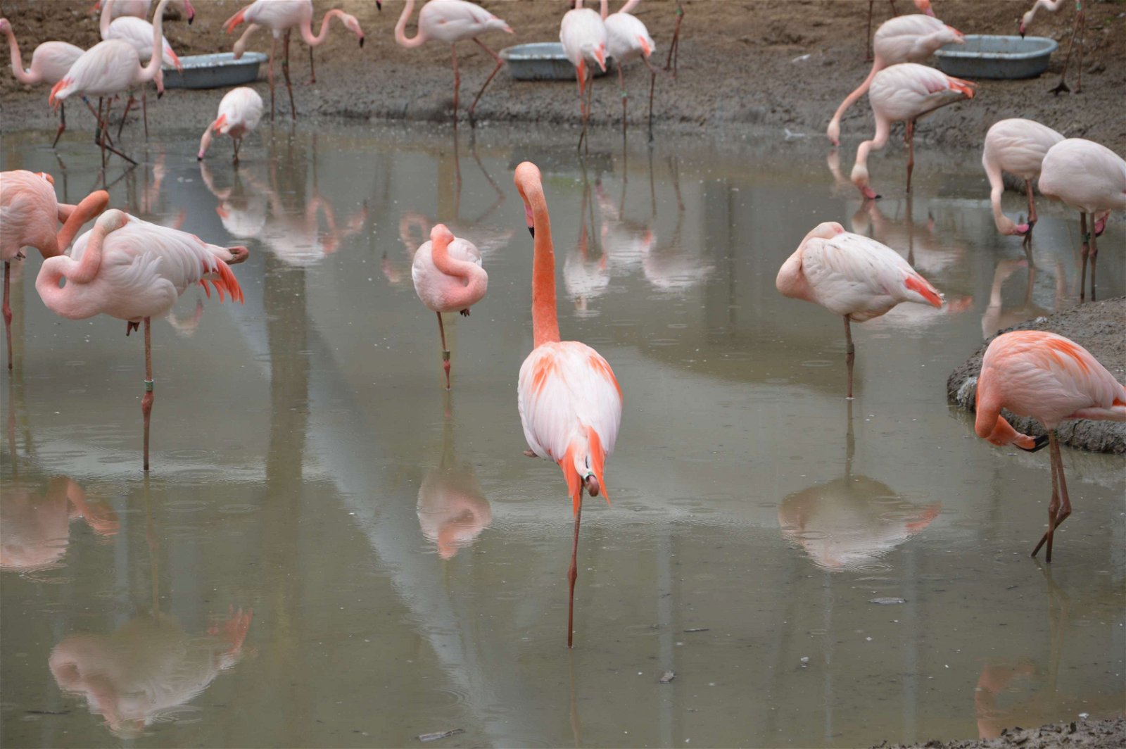Parc zoologique de Paris