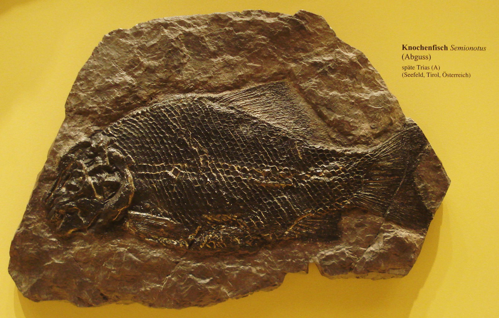 Museum Mensch und Natur