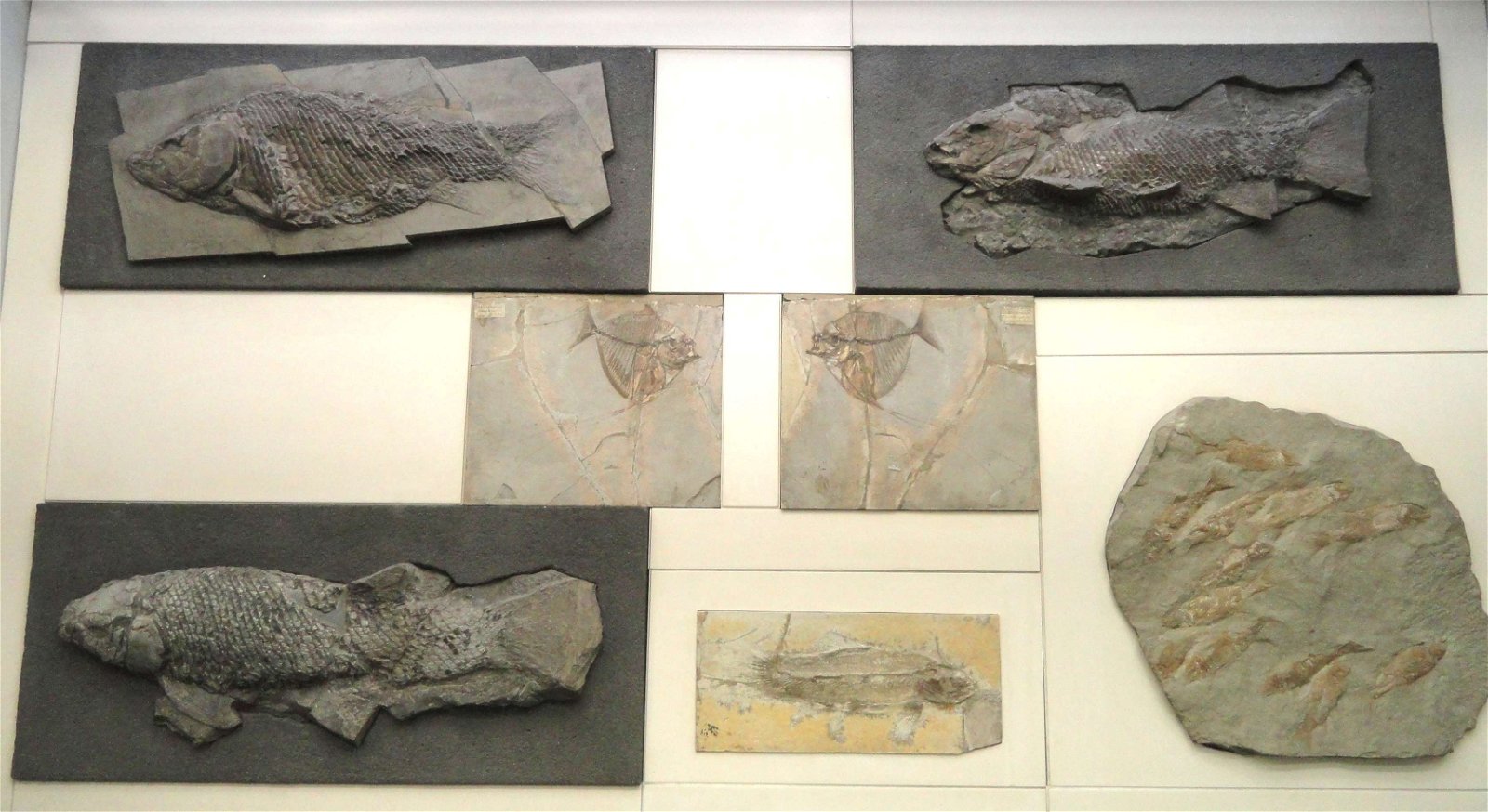 Senckenberg Natural History Museum