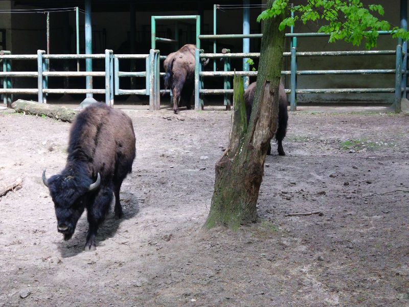 Zoo Poznań